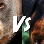 Who Would Win In a Fight, A Black Bear or a Rottweiler